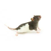 Fenntartó étrend patkányok és egerek számára