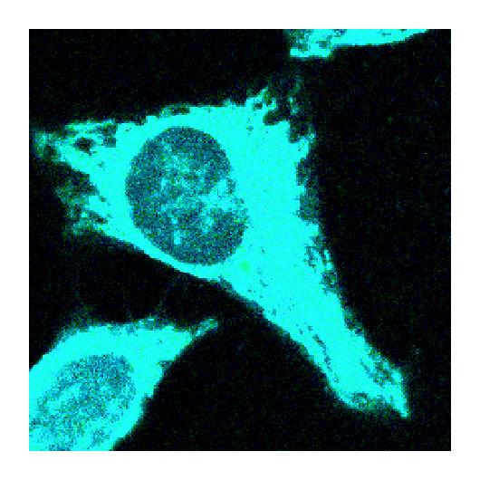 Cell-IN-performance_1