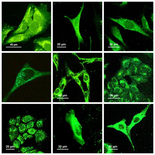 Cell-IN-performance_2
