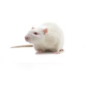 Spontán hipertóniás stroke-ra hajlamos (SHRSP) patkány, SHRSP/A3NCrl