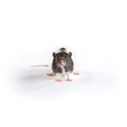 Zucker patkány (sovány), Crl:ZUC-Leprfa