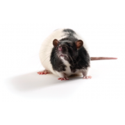 Zucker Diabetic Sprague Dawley ZDSD patkány, ZDSD/PcoCrl