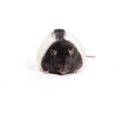 Zucker patkány (elhízott), Crl:ZUC-Leprfa