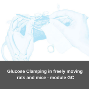 Glükóz „clamp” módszer szabadon mozgó patkányokban és egerekben tanfolyam - GC modul tanfolyam